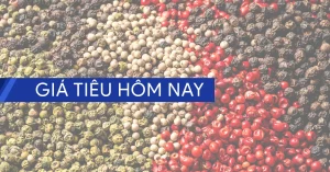 Giá Tiêu Thanh Hóa Hôm Nay: Cập Nhật Chi Tiết Diễn Biến Giá Hồ Tiêu