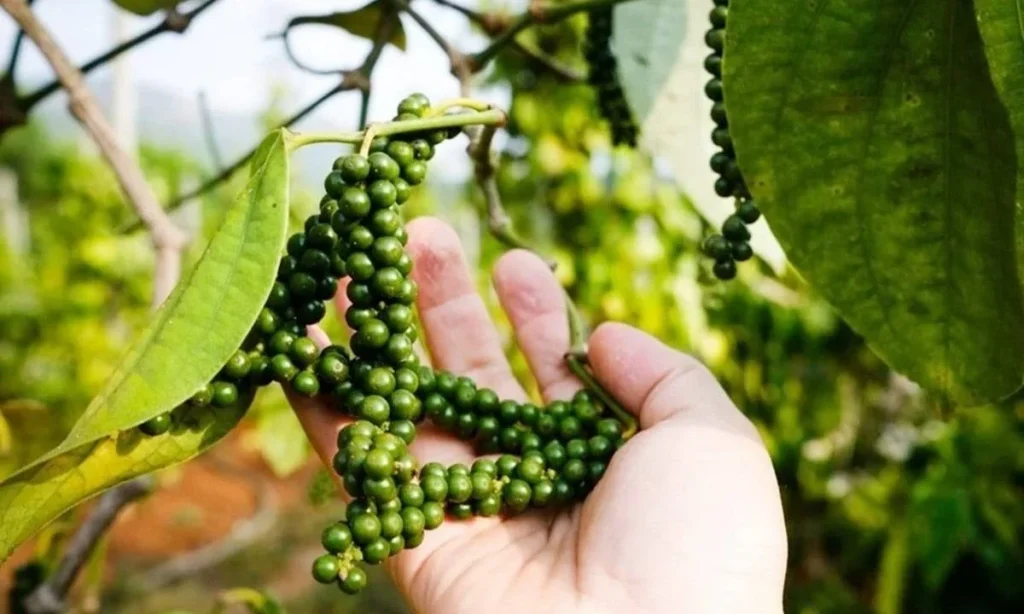 Giá Tiêu Thấp Nhất Hôm Nay Tại Đâu? Bảng Giá Sàn Tại Các Tỉnh