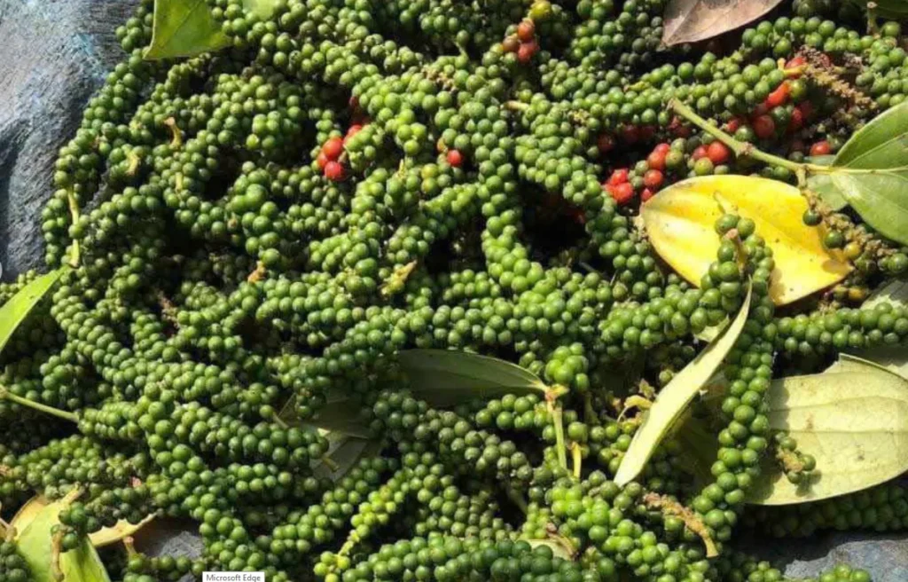 Giá Tiêu Thô Hôm Nay: Diễn Biến Giao Dịch Trực Tiếp Từ Đại Lý