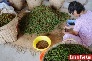 Bảng Giá Tiêu Đắk Nông Cập Nhật Nhanh: Biểu Đồ & Thống Kê Trực Quan