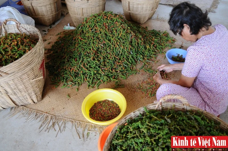 Bảng Giá Tiêu Đắk Nông Cập Nhật Nhanh: Biểu Đồ & Thống Kê Trực Quan