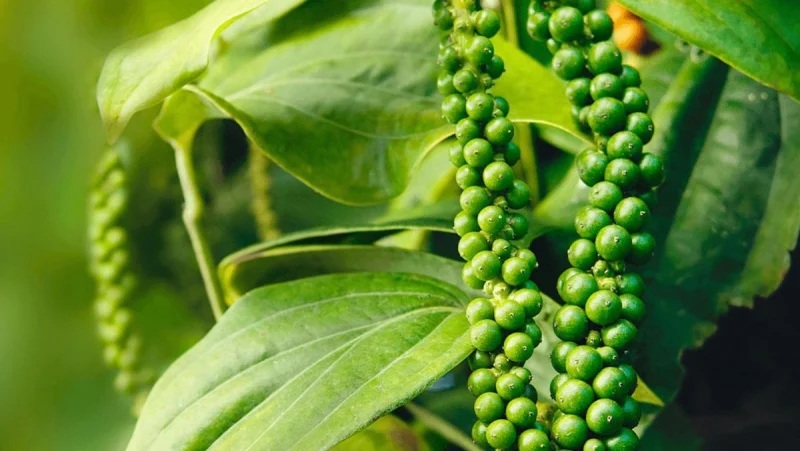 Chùm tiêu xanh tươi trên cành trong vườn tiêu tại Việt Nam