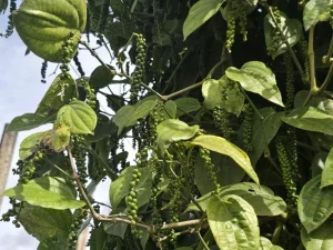 Bảng Giá Tiêu Xay Hôm Nay: Khảo Sát Chi Phí Phân Phối Dành Cho Đại Lý