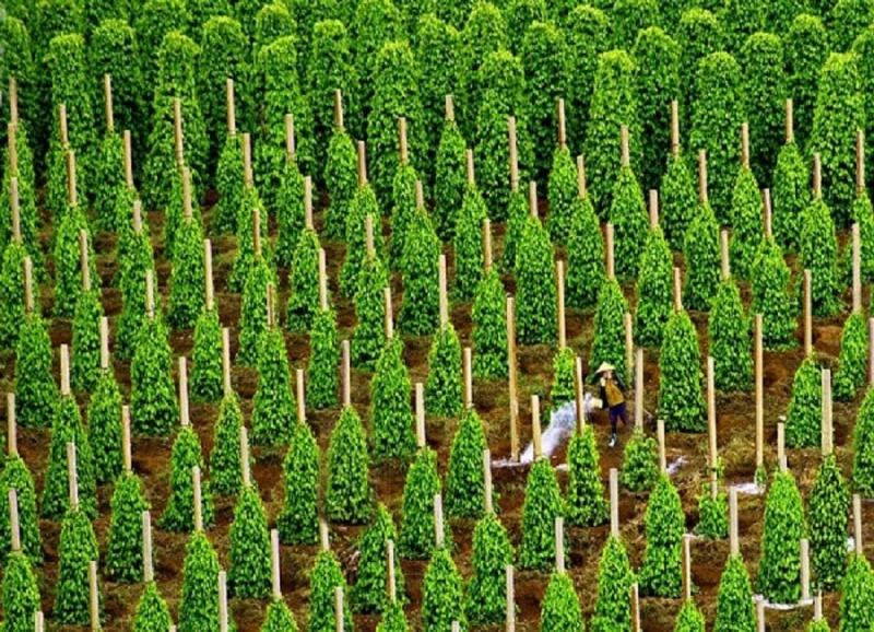 Vườn tiêu xanh tốt tại Việt Nam phục vụ cho xuất khẩu nông sản