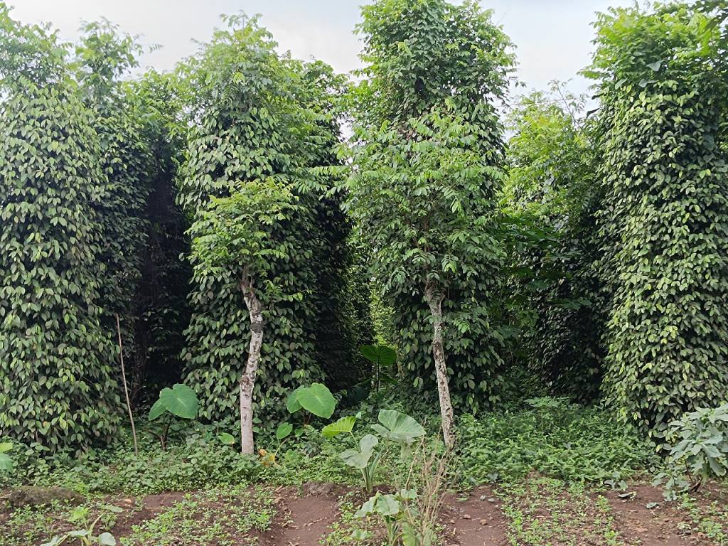 Vườn hồ tiêu trồng thành hàng, dây tiêu leo kín trụ
