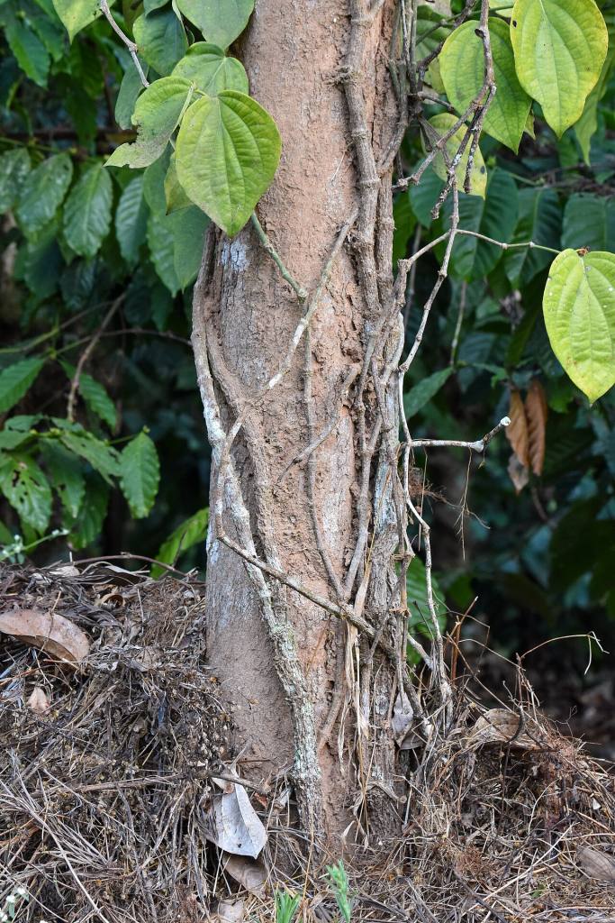 Phần gốc dây tiêu bám vào thân cây trụ sống
