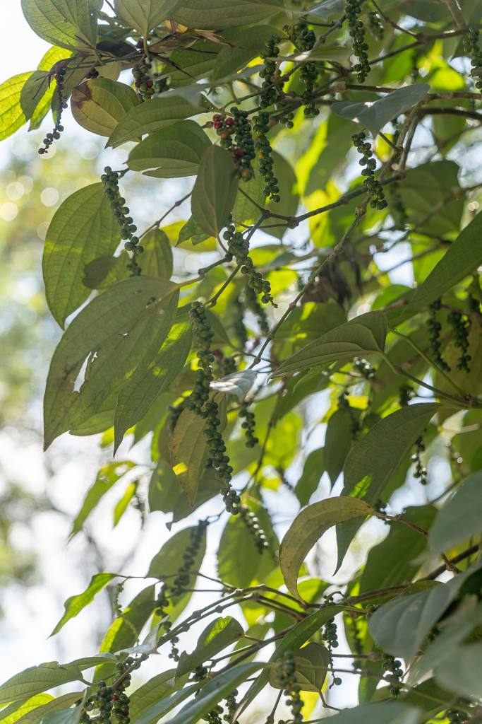 Tán lá dây tiêu trong vườn hồ tiêu