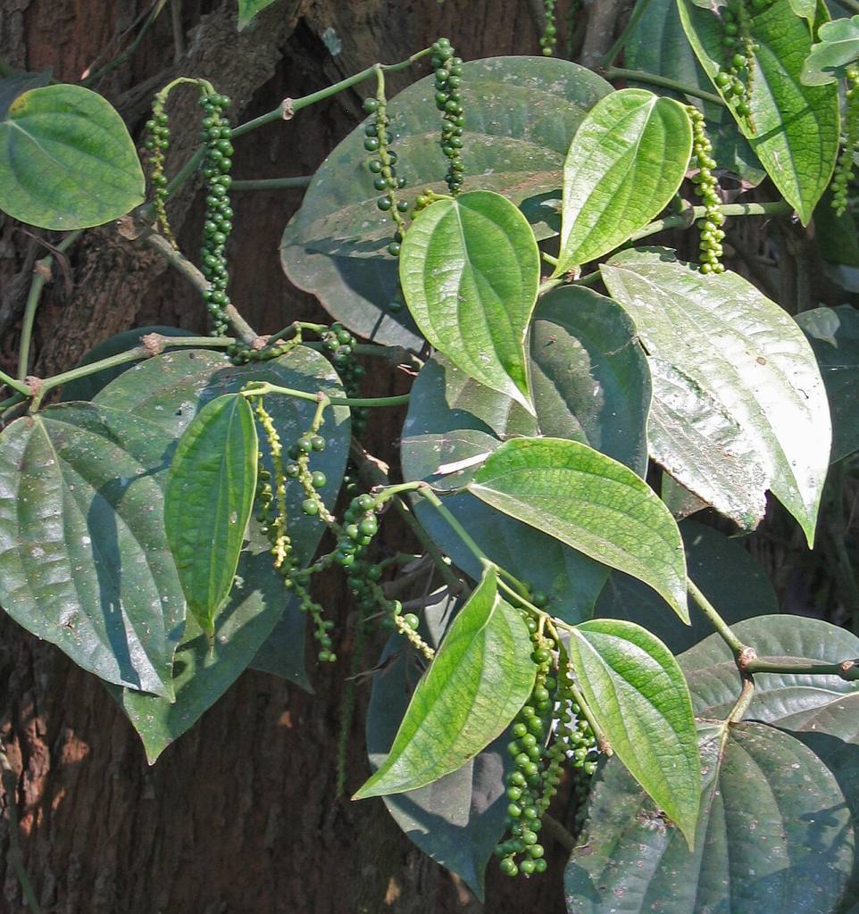 Chuỗi trái tiêu và tán lá trên dây tiêu