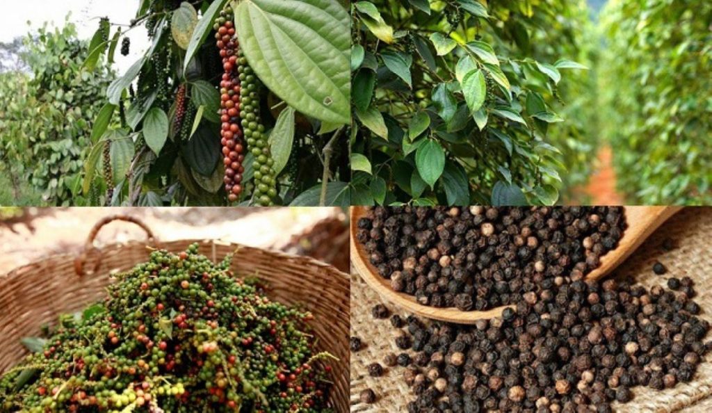 Thị trường hồ tiêu toàn cầu