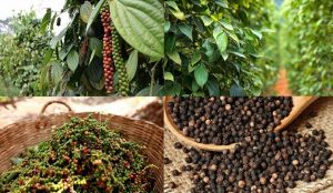 Thị trường hồ tiêu toàn cầu