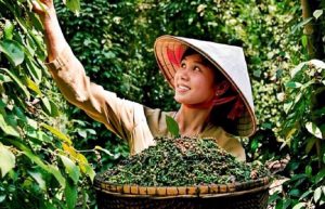 Hồ tiêu Việt Nam