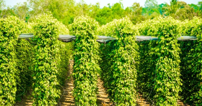 Vườn tiêu xanh tốt với khoảng cách trồng hợp lý tại Việt Nam
