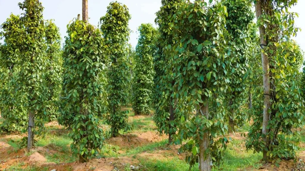 Khoảng Cách Trồng Tiêu Hợp Lý Đảm Bảo Cây Phát Triển Tốt