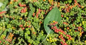 Hình ảnh chùm tiêu chín đỏ và xanh tươi tốt trên cây