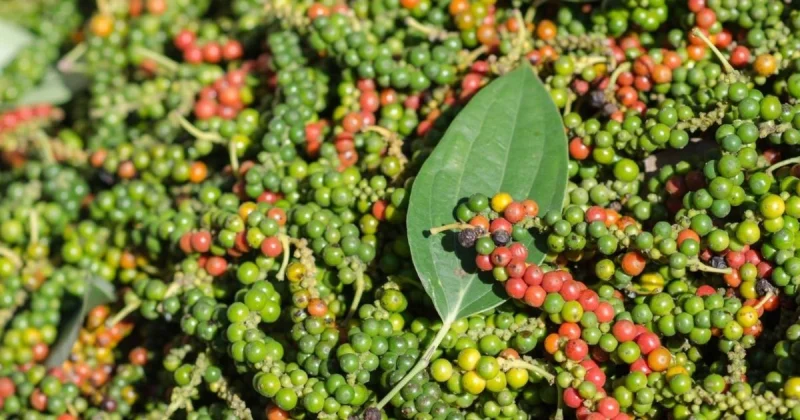Hình ảnh chùm tiêu chín đỏ và xanh tươi tốt trên cây