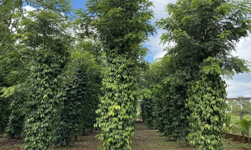 Vườn tiêu xanh tốt đang trong giai đoạn phát triển tại Việt Nam