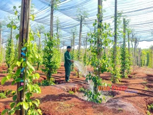 Cẩm Nang Kỹ Thuật Trồng Tiêu Lộc Ninh: Đặc Trưng & Cách Chăm Sóc