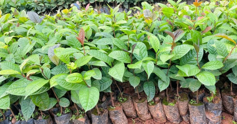 Vườn ươm cây tiêu giống khỏe mạnh, xanh tốt tại Lộc Ninh