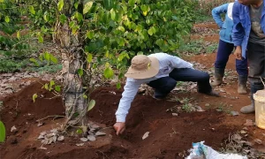 Ưu Điểm Của Kỹ Thuật Trồng Tiêu Trên Trụ Sống Kháng Bệnh Tốt