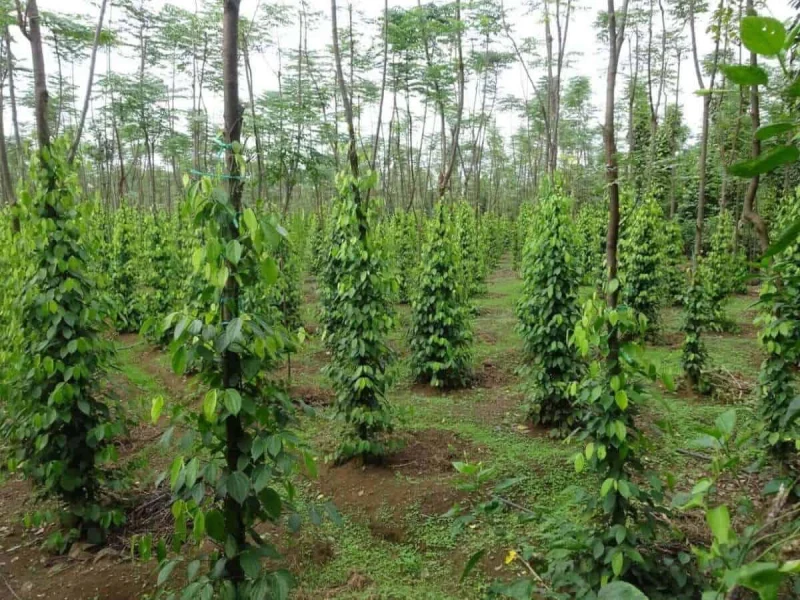 Vườn tiêu trồng trên trụ sống giúp cây phát triển khỏe mạnh và kháng bệnh tốt