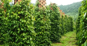 Kỹ Thuật Trồng Tiêu Trụ Bê Tông Bền Vững Tránh Đổ Ngã Mùa Bão