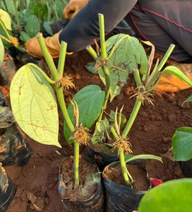 Kỹ Thuật Trồng Tiêu Vĩnh Linh Cổ Điển: Kinh Nghiệm Đạt Năng Suất Đỉnh