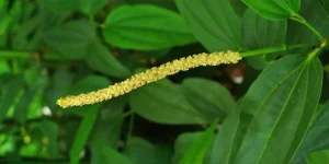 Kỹ Thuật Làm Bông Cho Tiêu Ra Hoa Đồng Loạt, Đậu Trái Dày