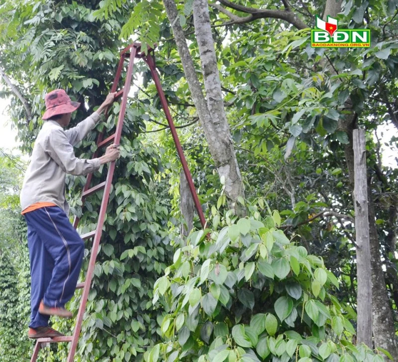 Người nông dân đang chăm sóc vườn tiêu xanh tốt tại Việt Nam