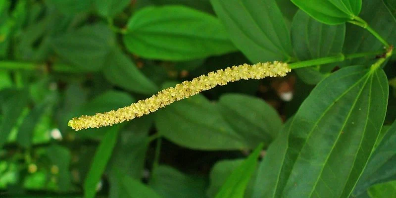 Kỹ Thuật Làm Bông Cho Tiêu Ra Hoa Đồng Loạt, Đậu Trái Dày