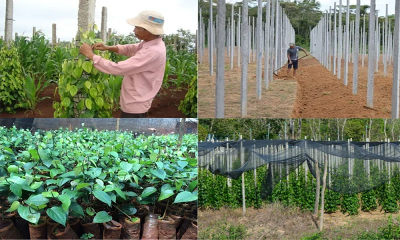 Nông dân đang chăm sóc vườn tiêu hữu cơ xanh tốt tại Việt Nam