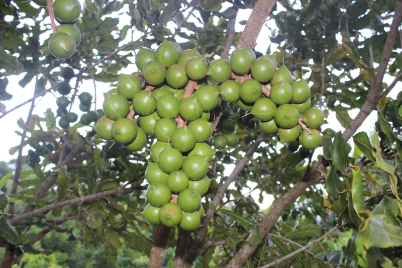 Cây mắc ca sai quả trong mô hình trồng xen canh hiệu quả