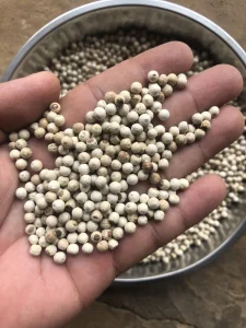 Nguồn Mua Sỉ Tiêu Trắng (Tiêu Sọ) Chất Lượng Cao, Giá Cạnh Tranh