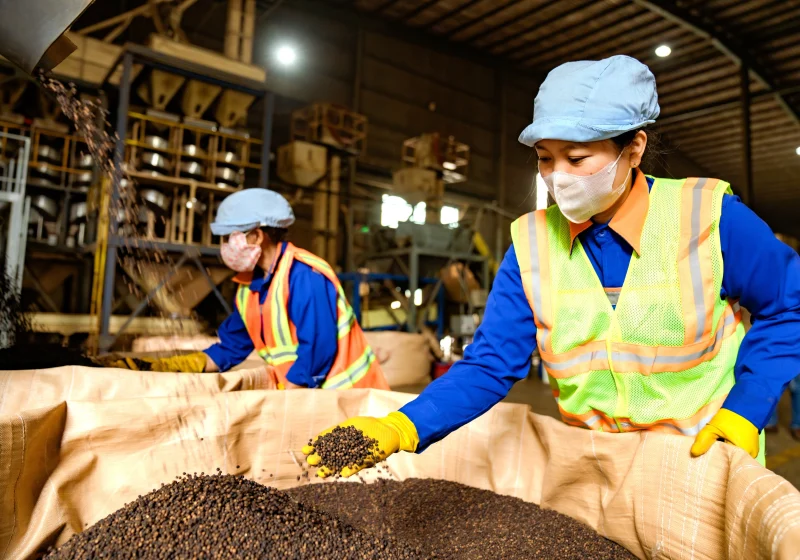 Công nhân đang kiểm tra chất lượng hạt tiêu Chư Sê xuất khẩu