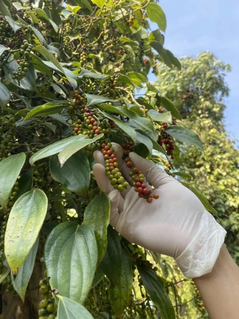 Người nông dân đang kiểm tra chất lượng chùm tiêu tươi tại vườn