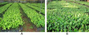 Mùa Trồng Tiêu Vào Tháng Mấy Là Chuẩn Nhất Trong Năm?