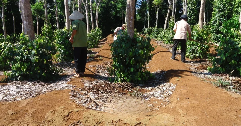 Người nông dân đang chăm sóc vườn tiêu xanh tốt tại Việt Nam