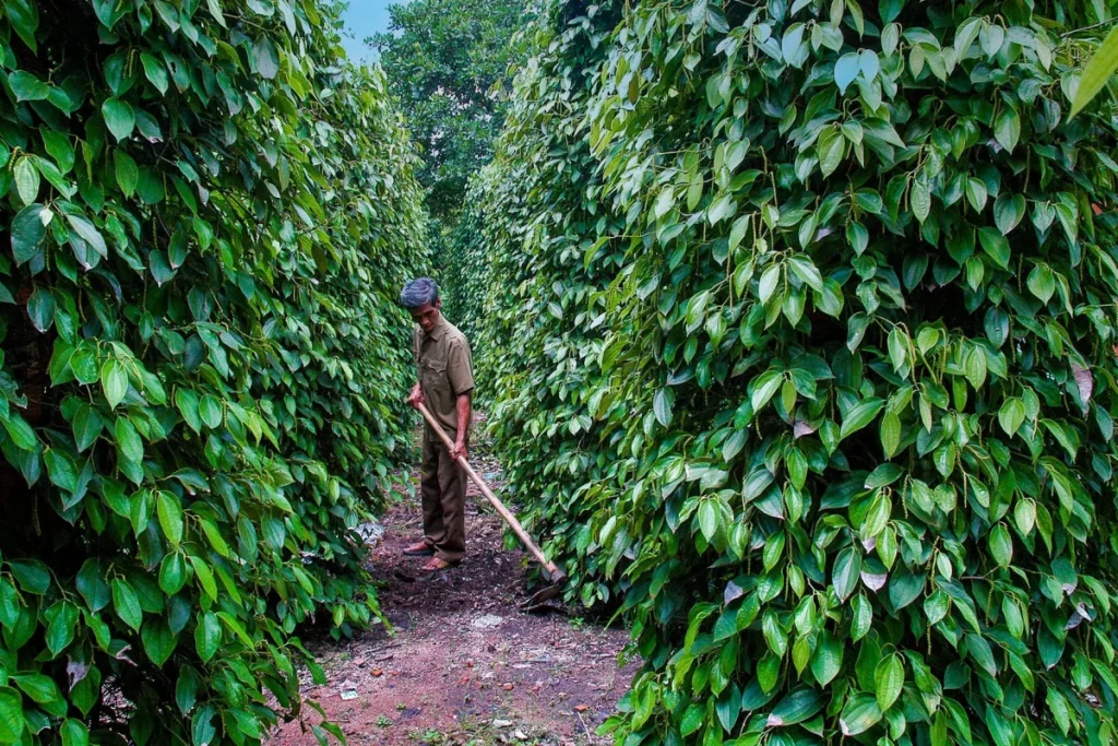 Tính Toán Năng Suất Trồng Tiêu Trên 1 Hecta Dành Cho Chủ Vườn