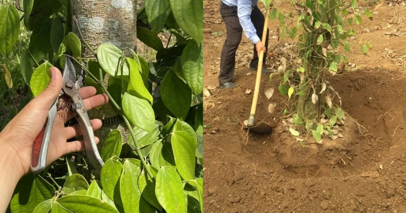 Nông dân đang chăm sóc cây tiêu trong vườn hồ tiêu xanh tốt