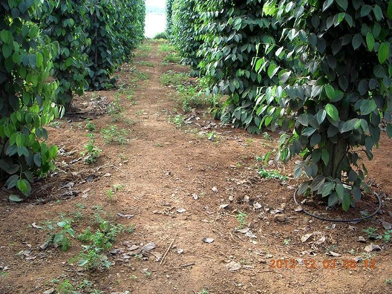 phân bón cho tiêu