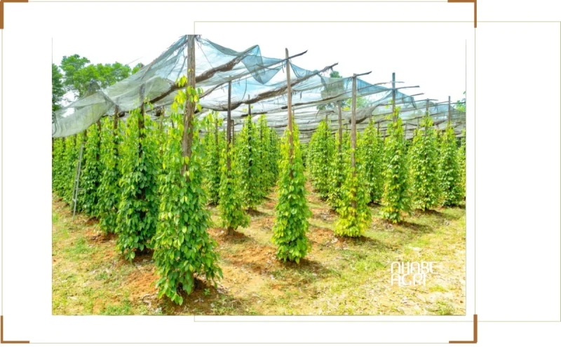 Vườn tiêu đang trong giai đoạn kinh doanh phát triển xanh tốt