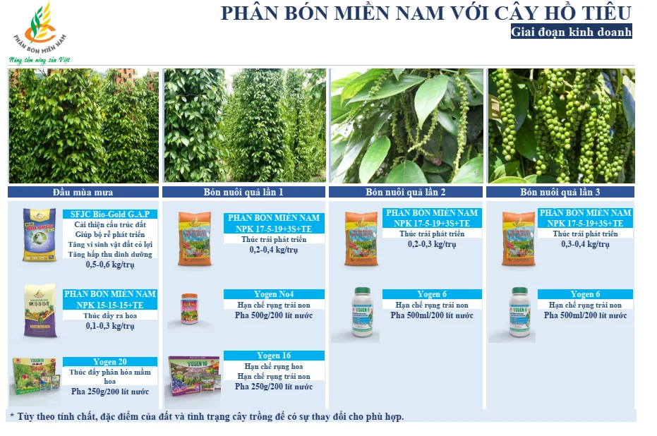 Cách Bón Phân Cho Tiêu Giai Đoạn Kinh Doanh Nuôi Trái Tối Ưu Nhất