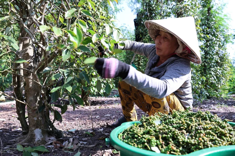 Người nông dân đang thu hoạch tiêu tươi tại vườn tiêu Việt Nam