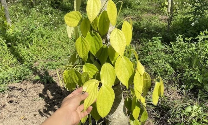 Cây hồ tiêu bị vàng lá do bệnh chết chậm tiêu trong vườn
