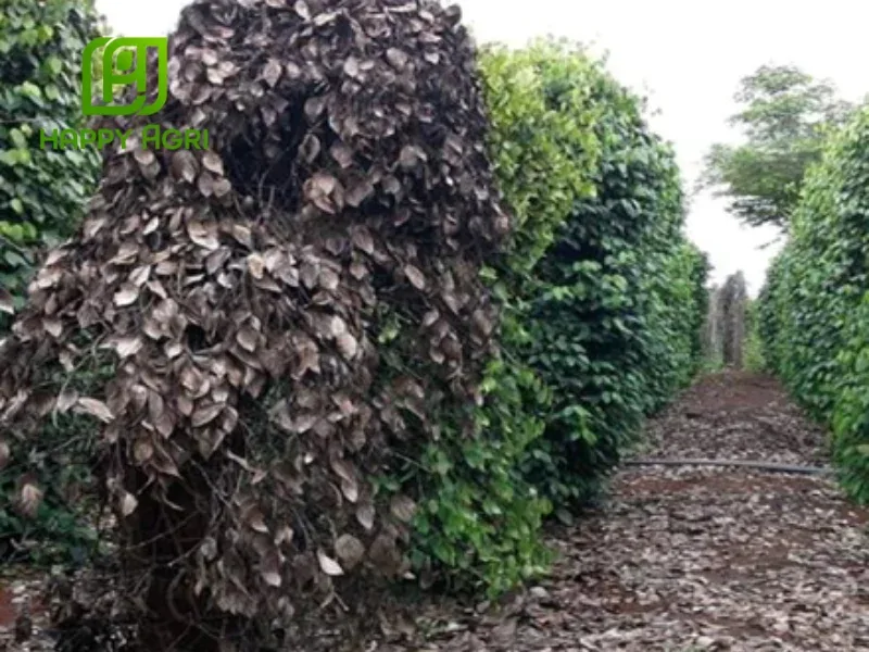 Vườn tiêu bị bệnh chết nhanh với lá héo khô và rụng đầy gốc
