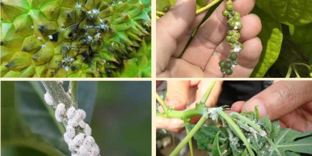 Rệp Sáp Hại Tiêu: Đặc Điểm Nhận Biết & Cách Diệt Tận Gốc Triệt Để