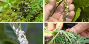 Rệp Sáp Hại Tiêu: Đặc Điểm Nhận Biết & Cách Diệt Tận Gốc Triệt Để