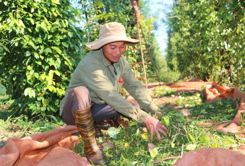 Người nông dân Việt Nam đang thu hoạch hồ tiêu trong vườn tiêu xanh tươi