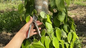 Tỉa cành cây hồ tiêu
