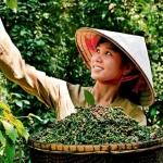 Thị Trường Tiêu EU: Tiềm Năng & Yêu Cầu Gắt Gao Về Dư Lượng Thuốc