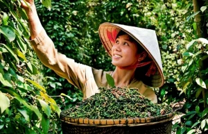 Thị Trường Tiêu EU: Tiềm Năng & Yêu Cầu Gắt Gao Về Dư Lượng Thuốc
